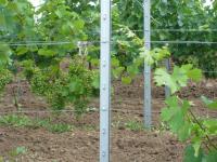 Столб П-образный для виноградной шпалеры