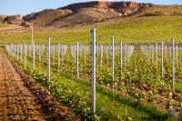 Столб круглый оцинкованный для виноградной шпалеры