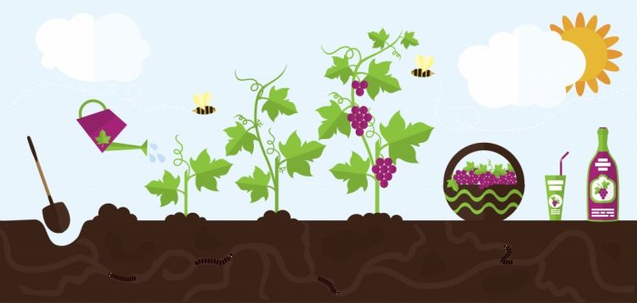 Виноградник. Что нужно знать перед тем, как купить виноградник или создать свой?!