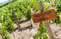 Совиньон Блан