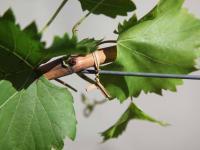 Канатик для подвязки биоразлагаемый Твисти Тайс