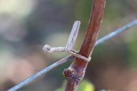 Канатик для подвязки