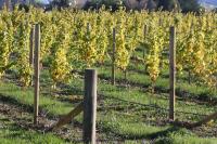 Столб деревянный для виноградной шпалеры