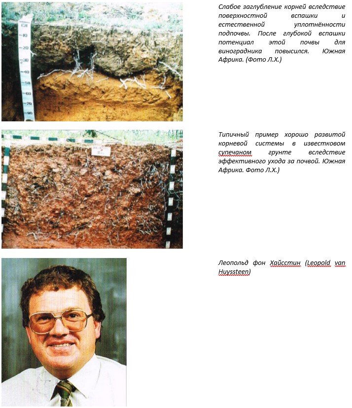 Типичный пример корневой системы в известковом супесчаном грунте 