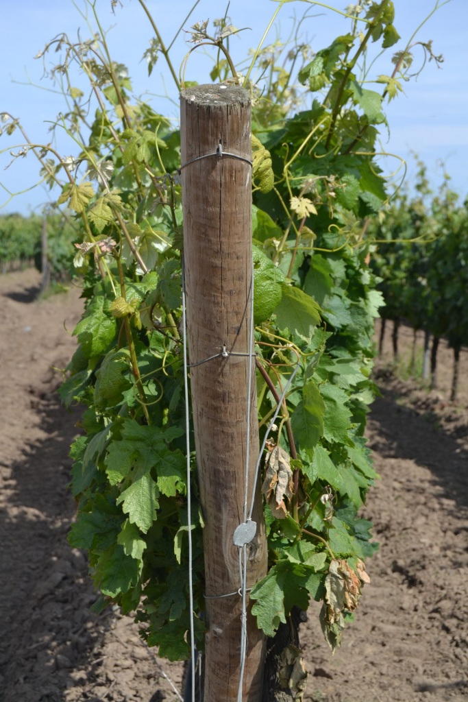 колья дерево установлены концевой.jpg