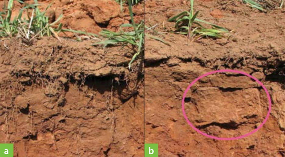 Срез почвы при анализе