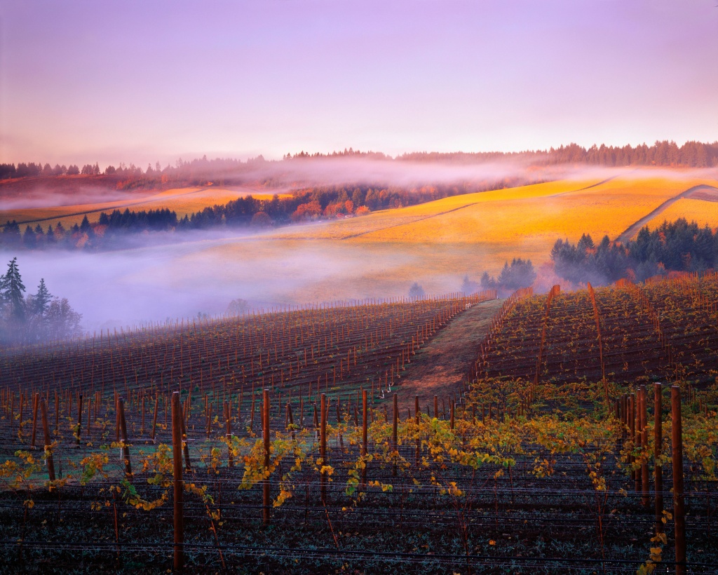 Виноградник с деревянной шапалерой