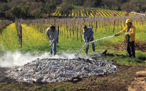 Эксперимент на виноградниках: использование биоугля как почвоулучшителя