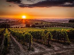 Как окружающая среда и методы управления влияют на свойства винограда и качество вина
