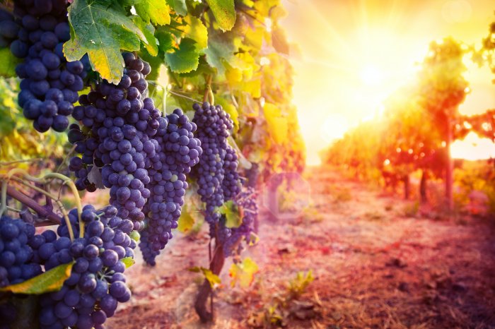 Стоимость виноградарства и виноделия в России