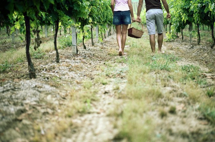 Развитие винного туризма в Венгрии