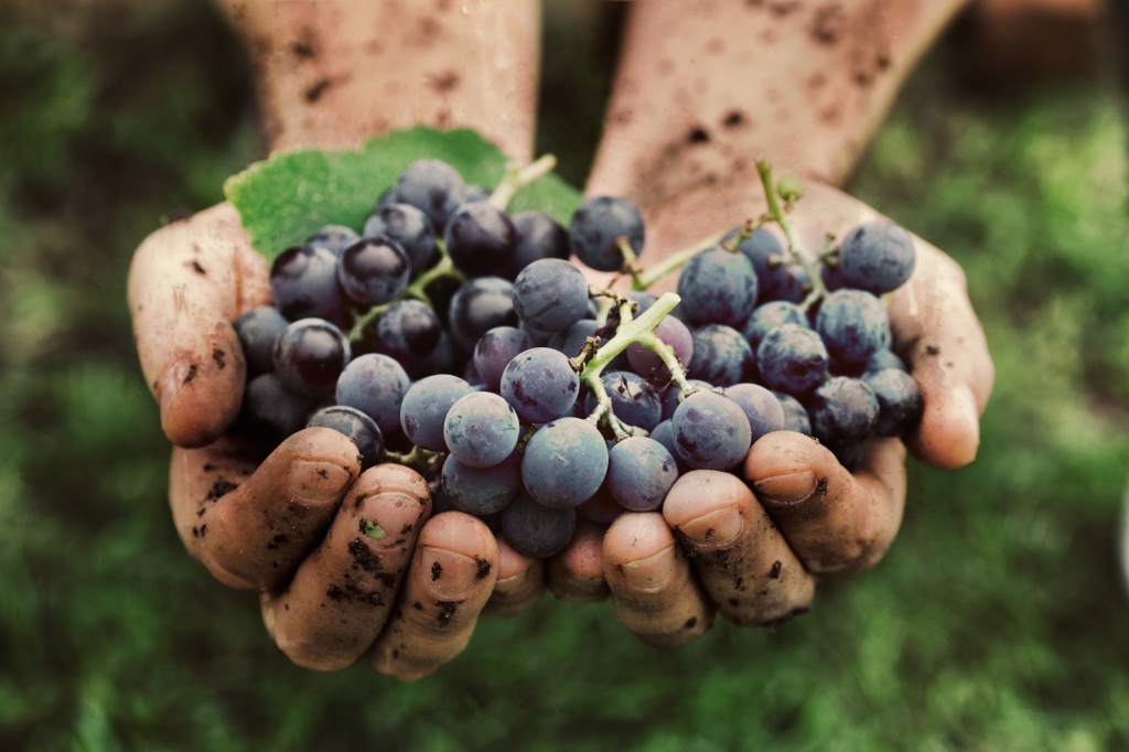 анализ почвы и качественный виноград