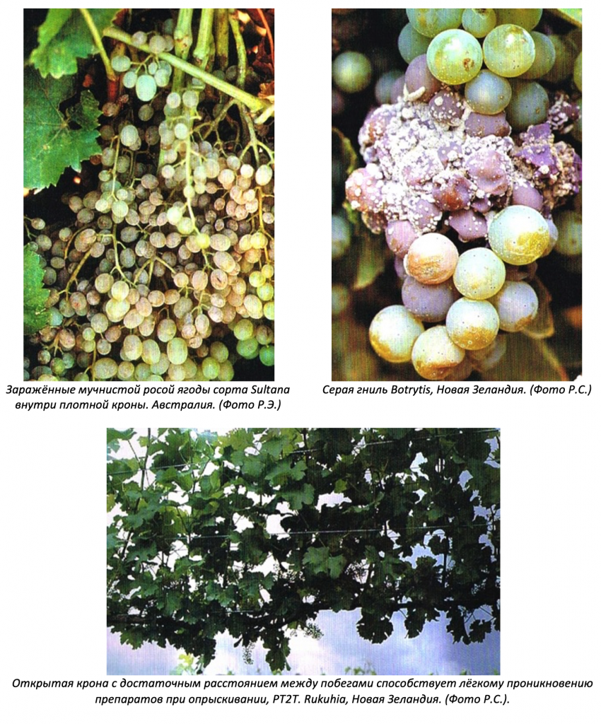 Микроклимат кроны и заболевания винограда