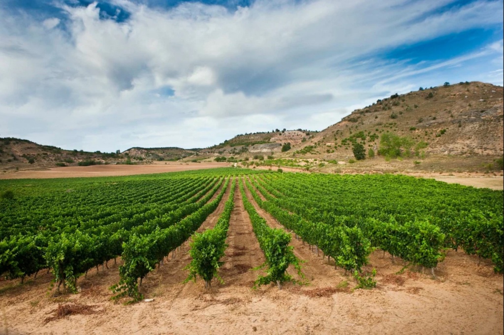 Виноградник на песчаной почве в Ribera del Duero